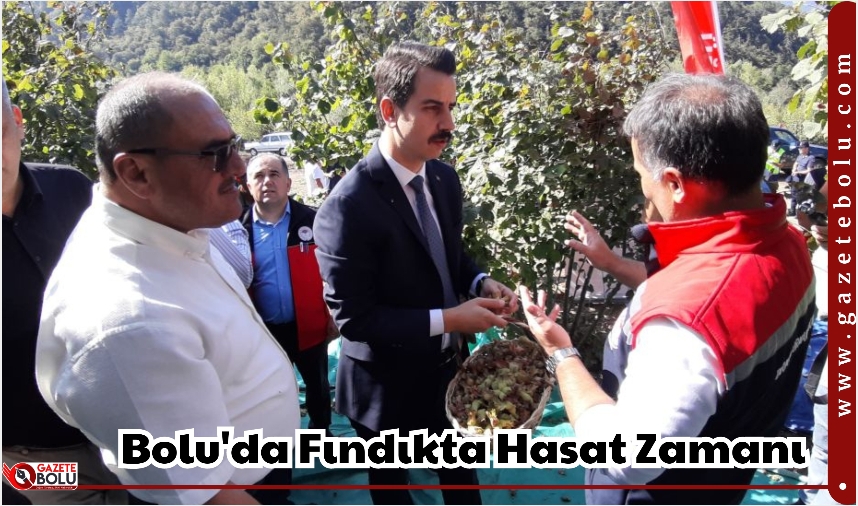 Bolu'da Fındıkta Hasat Zamanı